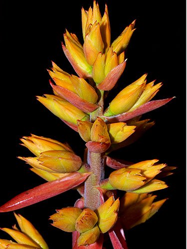 FieldMuseum's tweet photo. Today 500+ @FactSet employees from 33 offices around the world are helping us classify data online. 🙌 Join their "global relay" community science effort by tagging photos in our tropical flowers database. No special knowledge required! https://t.co/bX2QoqvMBJ https://t.co/UJ99VrqHCA