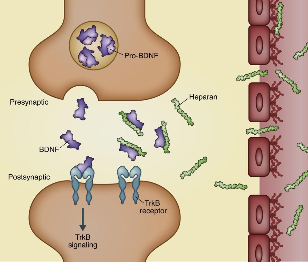 Sepsis-induced heparan sulfate fragments impair memory and synaptic plasticity buff.ly/2TgYidc @denverhealthmed  @schmidtlab
@hippensteeljoe #neuroscience
