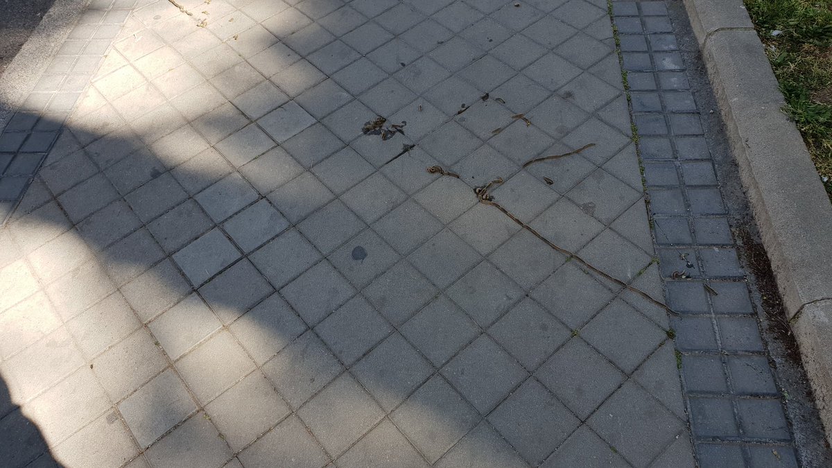 AlbertoPereiro's tweet photo. Madrid plagado de Orugas y no he visto a nadie del @MADRID en Hortaleza, Canillas ni alrededores ayudando a solucionar el problema. Y estamos hasta las narices. Por descontado lo que sufrimos nosotros,  pero los perros se mueren eh?  Ayer,  a punto estuvo la mía.  Solución YA https://t.co/UUc4KcFEkh