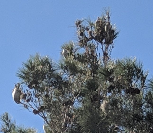 AlbertoPereiro's tweet photo. Madrid plagado de Orugas y no he visto a nadie del @MADRID en Hortaleza, Canillas ni alrededores ayudando a solucionar el problema. Y estamos hasta las narices. Por descontado lo que sufrimos nosotros,  pero los perros se mueren eh?  Ayer,  a punto estuvo la mía.  Solución YA https://t.co/UUc4KcFEkh
