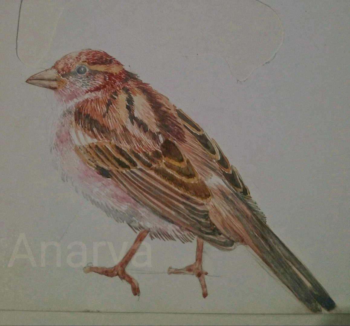 ShubnumGill's tweet photo. #WorldSparrowDay2019
#Sparrows nearing #extinction due to lack of emotional connect: conservationist https://t.co/YWiPflL18i
#world #Sparrow #day
#illustration #Anarya #artist
#illustrator , #Art #educator
#sadak #chhaap #ladki #Delhi #India https://t.co/kGQPvfpLL1