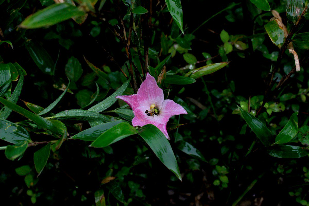 Lilium Chitrangada aka Dzukou Lily

Dzukou valley is the only place in this world where this specie of Lilium grows and that too only for a short period of 3-4 weeks, end of May to beginning of June. 

Wish you a Happy 'Organic' Holi :)

#ruralodyssey #Holi #responsibletourism