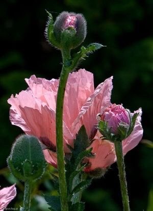 WorldMusics1's tweet photo. #nature #flowers #beautiful https://t.co/le2z5X8cA8