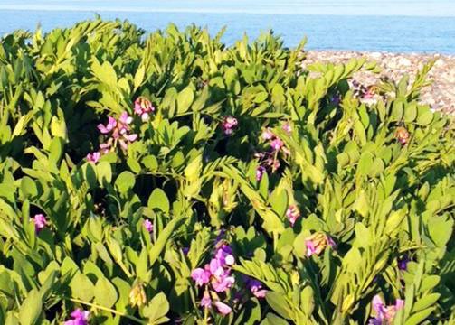 MassCZM's tweet photo. Happy #FirstDayofSpring! It’s time to start planning for some spring planting on the #MACoast: https://t.co/q4gNSsdDjX #NativePlants #CoastalLandscaping https://t.co/khXQPXCdwO