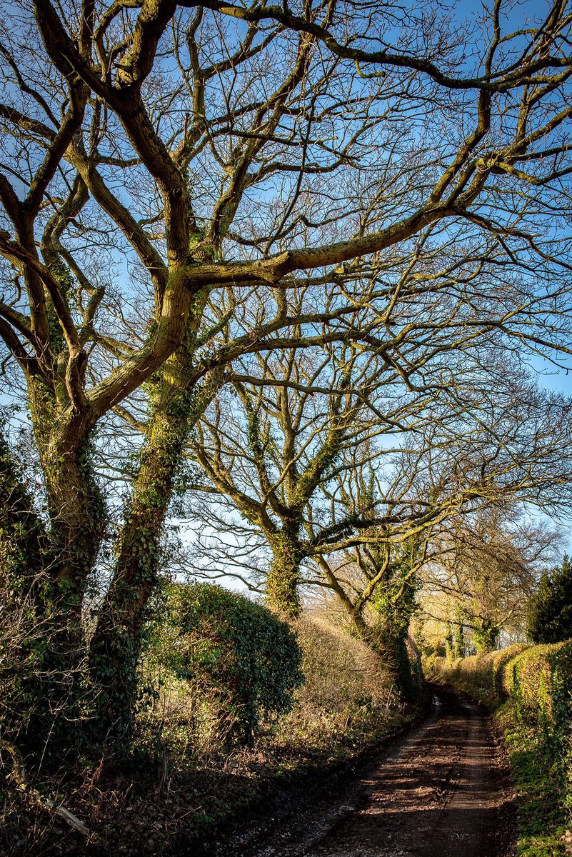 ruth_rem's tweet photo. Spring time oak trees. I have photographs of this lane in all seasons, it’s beautiful !!#SpringEquinox2019 #oaktrees #southoxfordshire https://t.co/t6MOP2jMXu