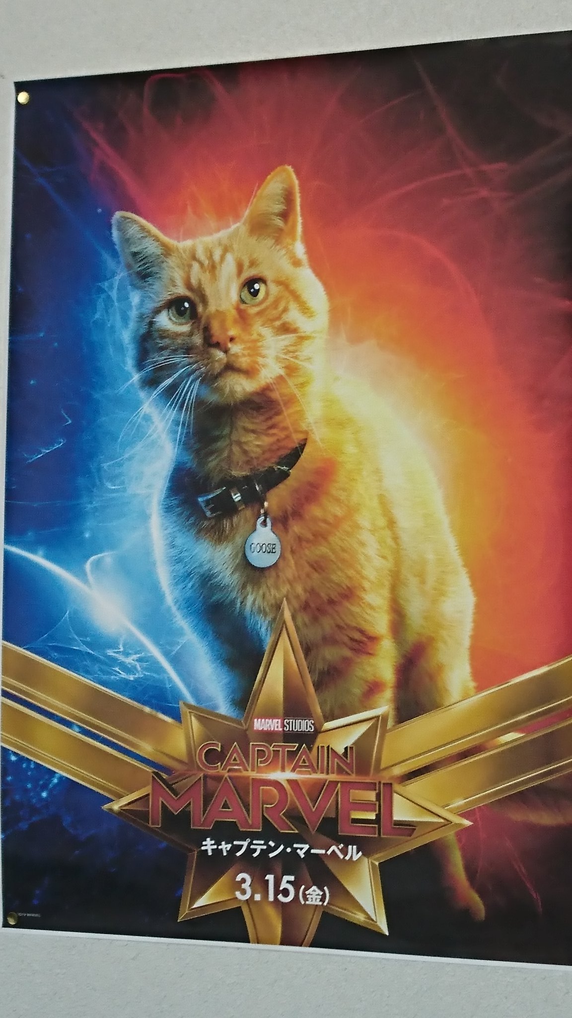 今すぐ観たい 猫たちが活躍する映画4本 画像 猫よっといで 動物みんなよっといで Come On Catsandanimals 今すぐ観たい 猫たちが活躍する映画4本 画像 猫よっといで 動物みんなよっといで Come On Catsandanimals