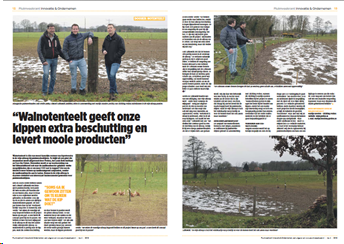 stichtingprobos's tweet photo. 'Walnotenteelt geeft onze kippen extra beschutting en levert mooie producten', aldus #pluimveehouders Verdel en Satkowski in Pluimveekrant. Lees het volledige artikel hier: https://t.co/ogSPVf4Wcm  #agroforestry @PluimveeActueel @LTONederland @LouisBolk @bos_hout https://t.co/lxTUTKQ8LZ