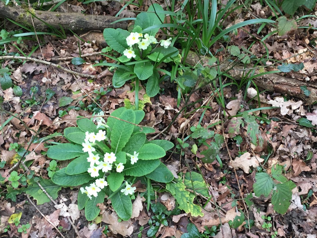 LewistoryMary's tweet photo. It’s the #Spring equinox, so it’s poetry every hour on ⁦@BBCRadio4⁩ and #primroses on #Bookham Common today. Both life-enhancing. https://t.co/yEUlEp7Zkw