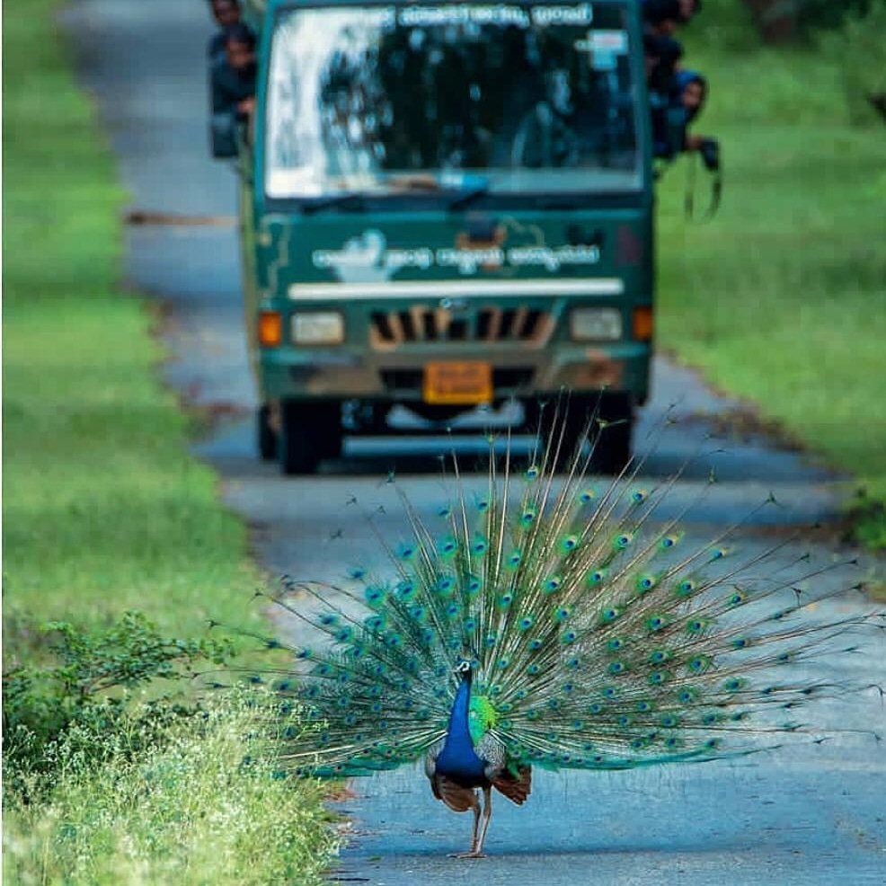 Incredible Karnataka.. A peacock dances on the road in Kabini Forest. Photo credit Ujwal37 @incredible_karnataka <a href="/karnatakaworld/">Karnataka Tourism</a> our sponsors  #onestatemanyworlds <a href="/youngskalseoul/">Young Skal Seoul</a>  we look forward to your participation at #skalasiacongress #wildlife #nationalbird #junglesafari