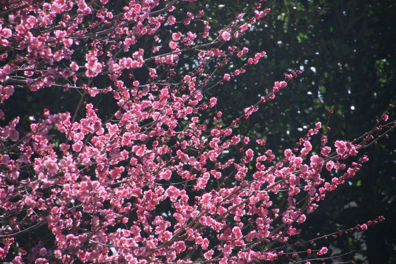 画像 桜の開花が待ち望まれているようですが 今の時期は梅が見頃です 花の色も様々で 梅園へ出かけると芳香にも包まれます 桜の花見の前に梅はいかがでしょうか Http まとめダネ