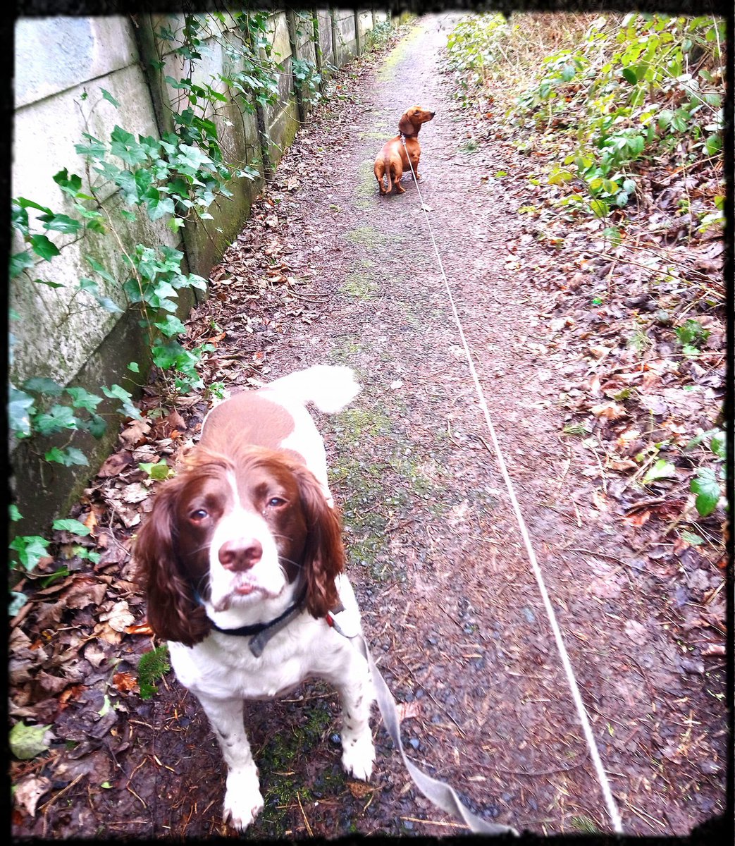 Welcome to Our Pack Billy! Billy, friend of Lincoln the Sausage &amp; Bowie the Mini Schnauzer, had his 1st walk with us yesterday &amp; we loved it. A nice, damp walk with his pal, along the bridle paths of #Uppermill. Can't wait to c u again Billy!! ☔ 🌿🐶 #DogWalking #Saddleworth