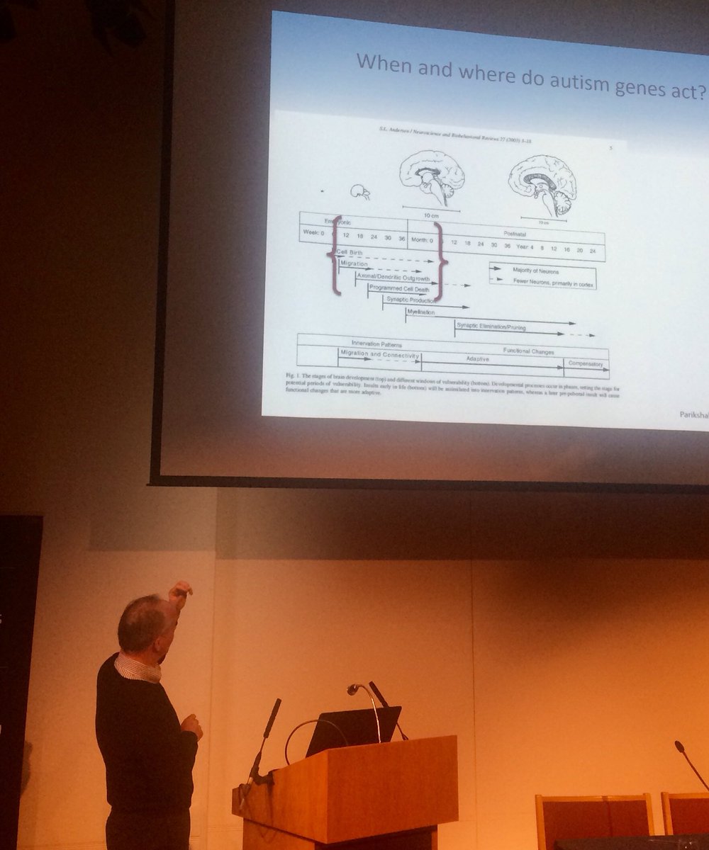 CorinneHouart's tweet photo. Excellent presentation by Dan Geschwind @UCLAAutismCART on genetic and omics of ASD #devbrain19. Findings point to abnormalities in early prenatal cortical development and urgent need in understanding normal brain development @acmedsci @wellcometrust @The_MRC @BBSRC https://t.co/sSufRG5s0k