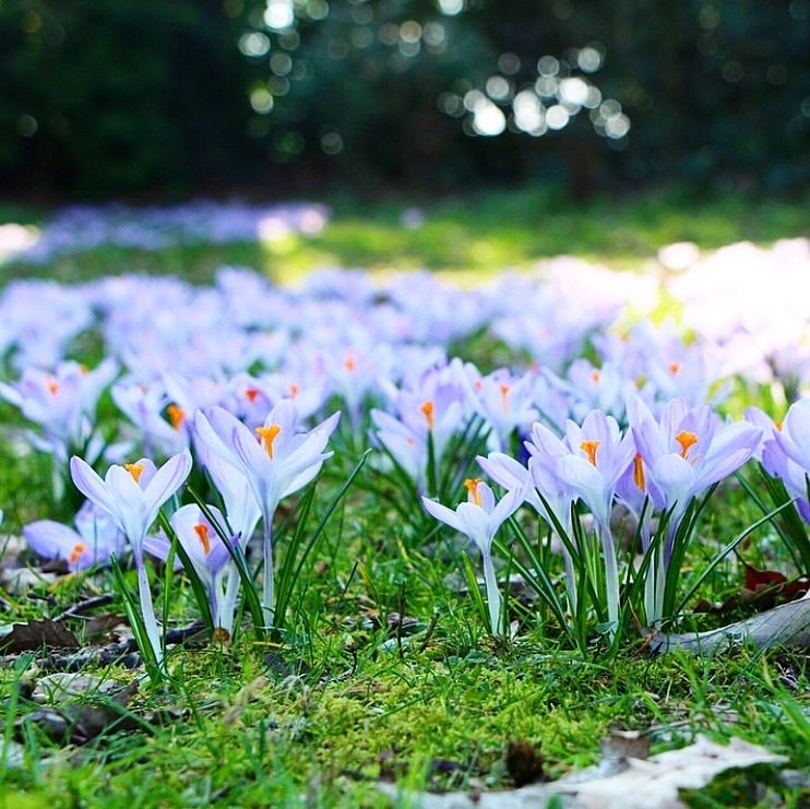 UWEBristol's tweet image. 🌷 | It's officially the #FirstDayOfSpring! Thanks for sharing your beautiful pics of our campuses with us. 

Keep them coming by using #MyUWEBristol and we'll share the best ones!

#SpringEquinox