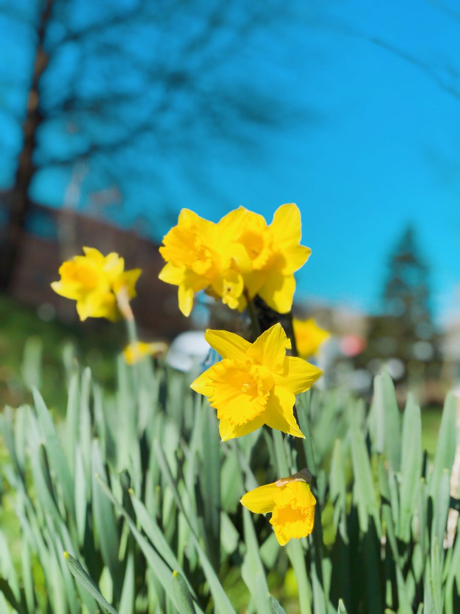 UWEBristol's tweet image. 🌷 | It's officially the #FirstDayOfSpring! Thanks for sharing your beautiful pics of our campuses with us. 

Keep them coming by using #MyUWEBristol and we'll share the best ones!

#SpringEquinox