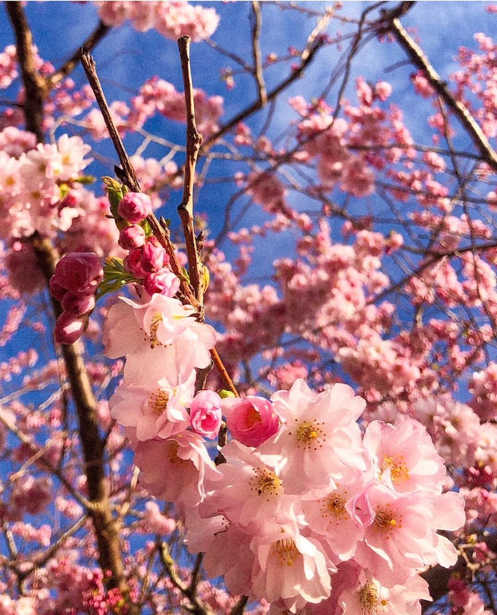 UWEBristol's tweet image. 🌷 | It's officially the #FirstDayOfSpring! Thanks for sharing your beautiful pics of our campuses with us. 

Keep them coming by using #MyUWEBristol and we'll share the best ones!

#SpringEquinox