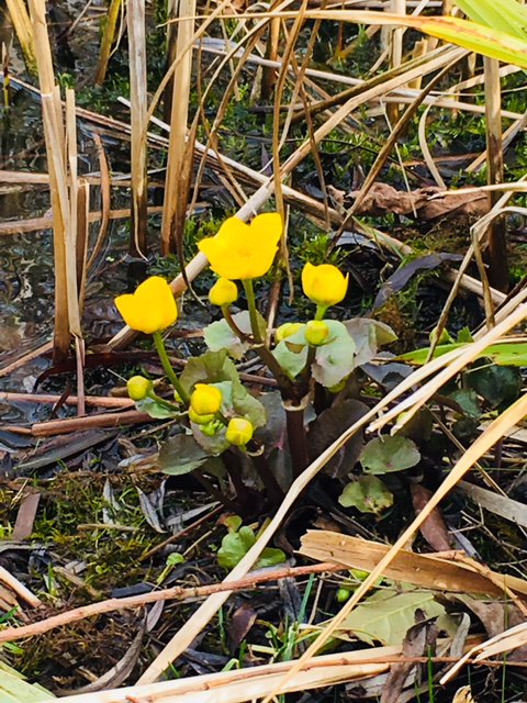 UKIM_UK's tweet photo. First signs of Spring this morning outside our office 👌🌱☀️🌼@RaintonBridgeBP #firstdayofspring #SpringEquinox #Rebirth #FruitTrees #LongerDaysShorterNights 😍 https://t.co/fBRNTfVDdc