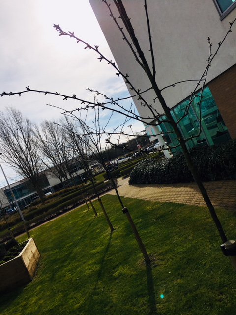 UKIM_UK's tweet photo. First signs of Spring this morning outside our office 👌🌱☀️🌼@RaintonBridgeBP #firstdayofspring #SpringEquinox #Rebirth #FruitTrees #LongerDaysShorterNights 😍 https://t.co/fBRNTfVDdc
