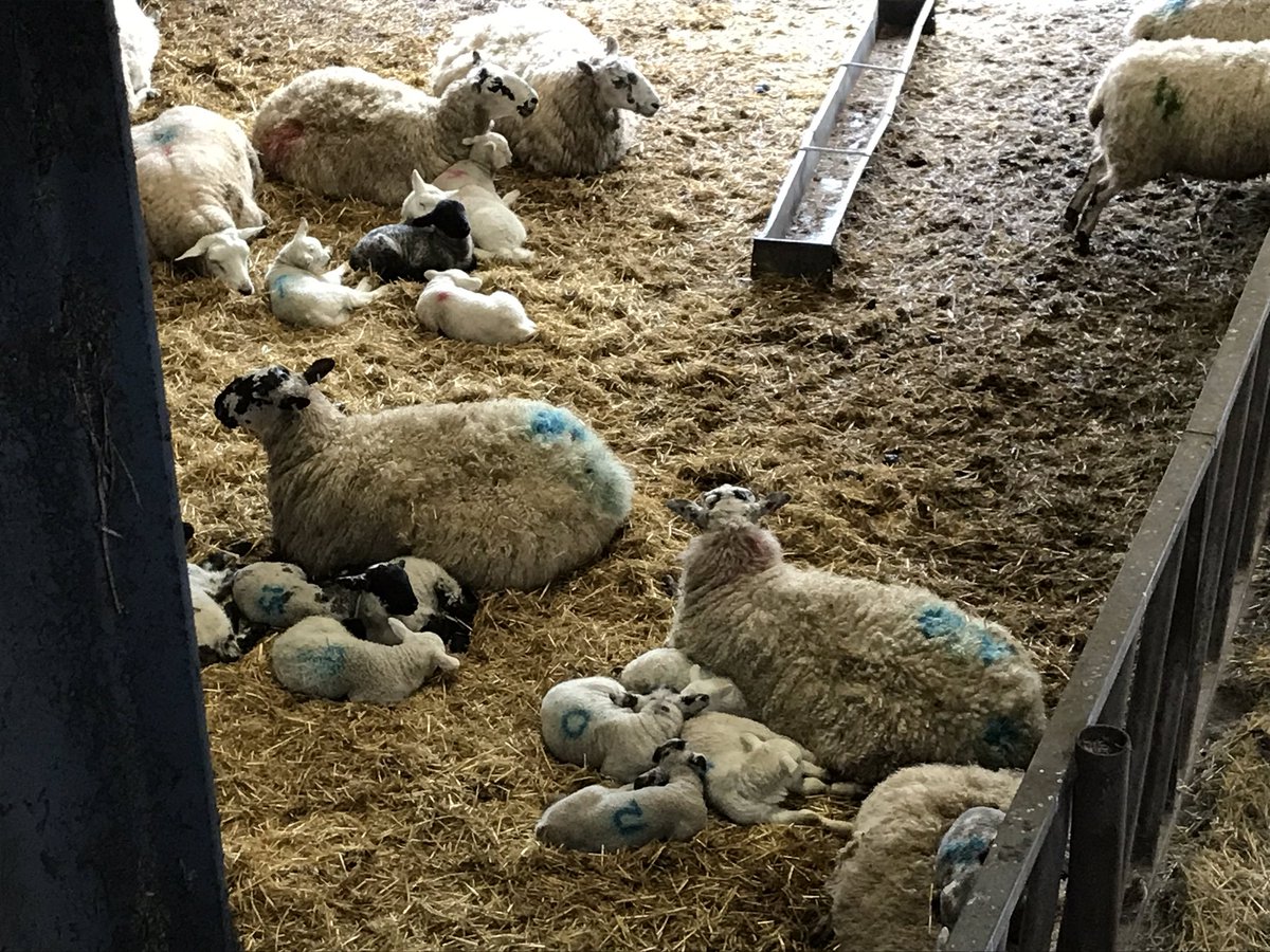 Barwheys's tweet photo. Hours old new born lambs. @Barwheys. They haven’t even been outside to frolic yet. https://t.co/8JLQUuIEZp