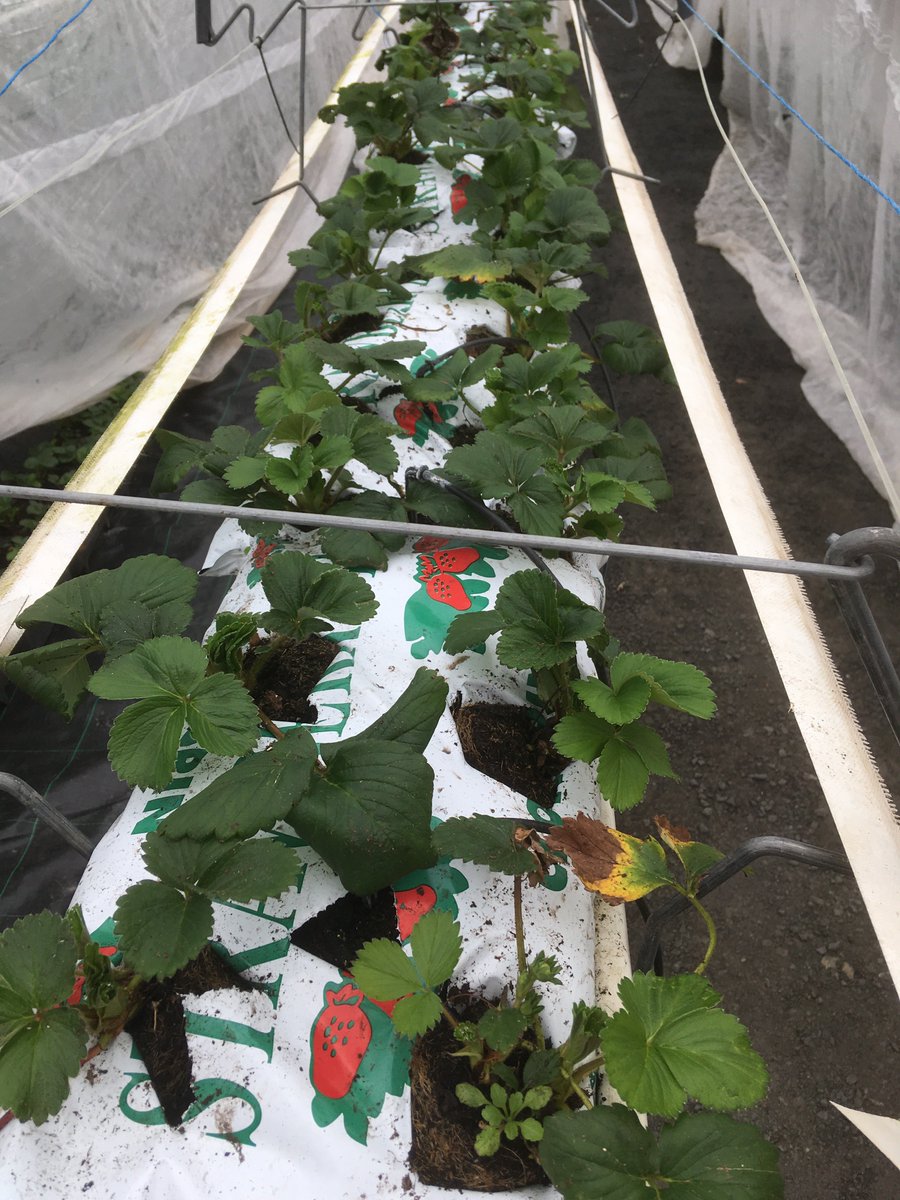 Just a glimpse at our #Strawberry plants in our #pickyourown tunnel. Looking forward to our second season in #wexford having our customers and friends visiting to pick their own fruit.