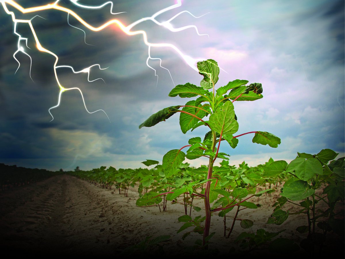 MassimilianoG73's tweet photo. Could #Electricity Be A New #WeedKiller? https://t.co/DAKsTtTJ1S #AgTech #AgriTech #SmartFarming #PrecisionFarming #DecisionFarming #InternetOfFarming https://t.co/wtJI2o59MN