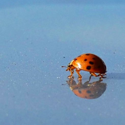 Nur_mal_so1's tweet photo. ... schicke euch ein Marienkäferchen und wünsche euch viel Glück 🍀 🐞🍀😘
#Weltglückstag https://t.co/96THFAXv0r