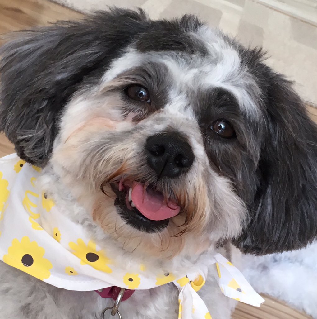 Szalix's tweet image. The unconditional love she gives 🥰😍🐶