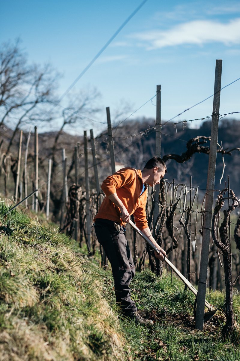 ProseccoCV's tweet photo. Lavorare un vigneto in pendenza, o “in riva”, come diciamo nelle colline del #ConeglianoValdobbiadene, non presenta difficoltà solo durante la vendemmia. La nostra vigna è la nostra casa, e necessita di cure in ogni stagione, le mani dei viticoltori non si fermano mai https://t.co/Q55LiKLDxT