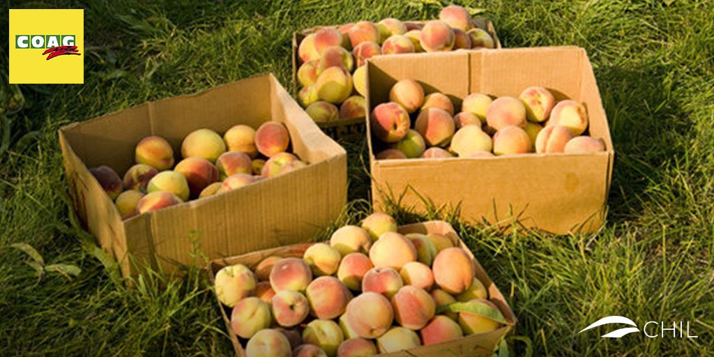 #Asaja <a href="/La_COAG/">COAG</a> y #UPA piden “unidad de acción” para promocionar el consumo de fruta de hueso. Más en CHIL: bit.ly/2YcaejZ