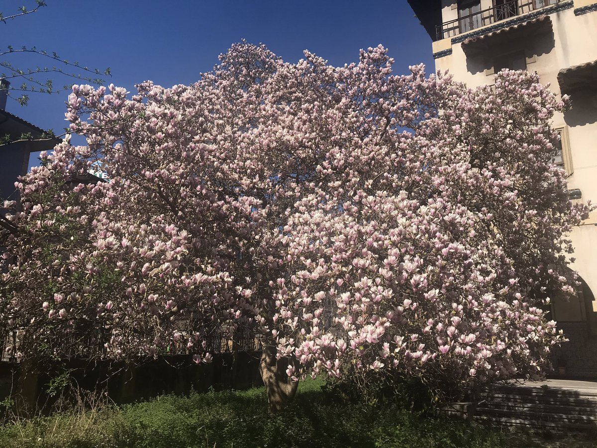 flores_tabatha's tweet photo. La #primavera llegó https://t.co/cldk7QEKdg
