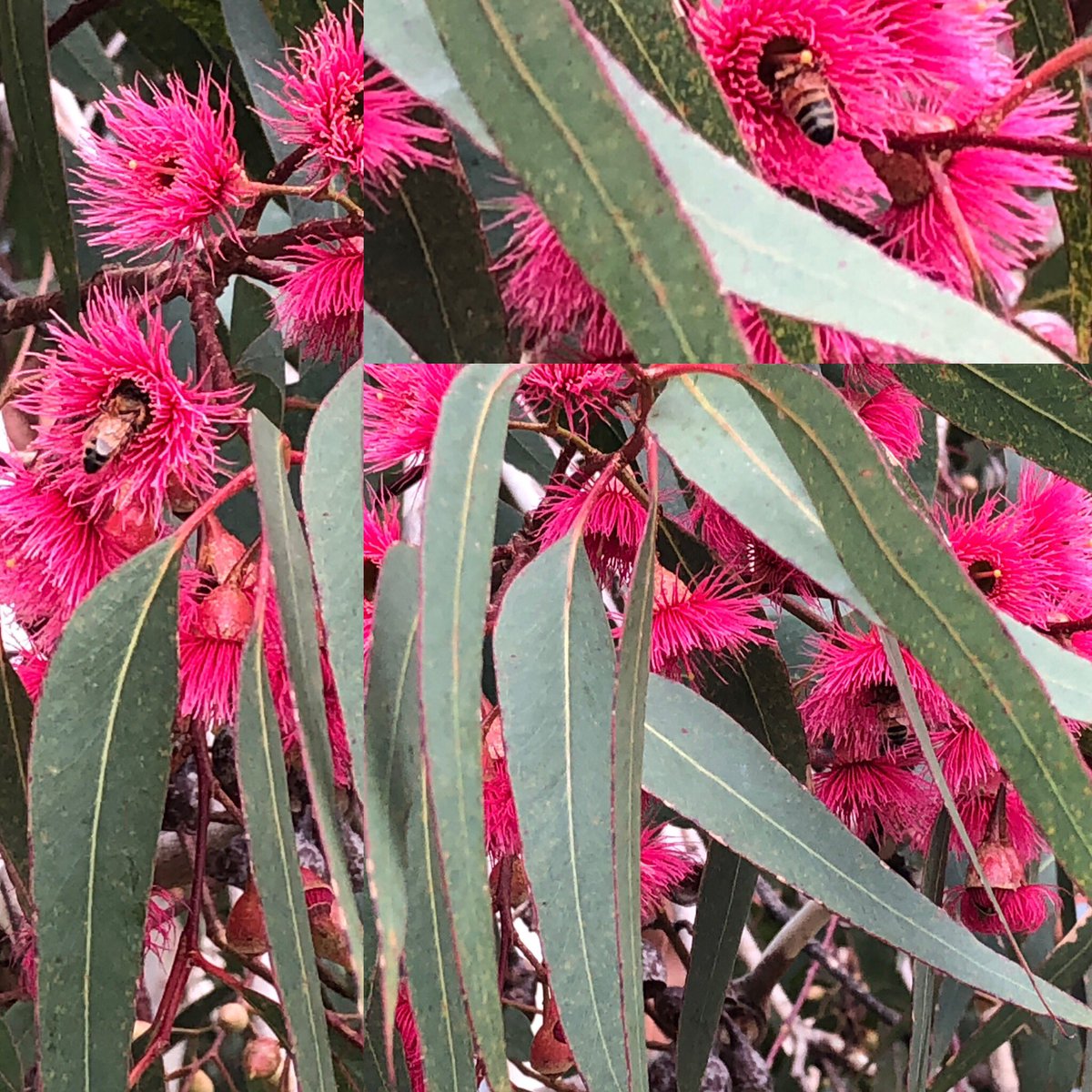 Heartening to see such vibrant colour AND #bees in the heart of #Melbourne  #FederationSquare #EucalyptoftheYear #WildOz #GreenSpacesAreSoImportant