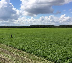 ¡Buenas noticias para el sector! La producción de verdura congelada continúa su tendencia al alza, vía <a href="/Alimarket/">Alimarket</a> ow.ly/f84N30o7h1a #verdura #verduracongelada #alimentación #agricultura