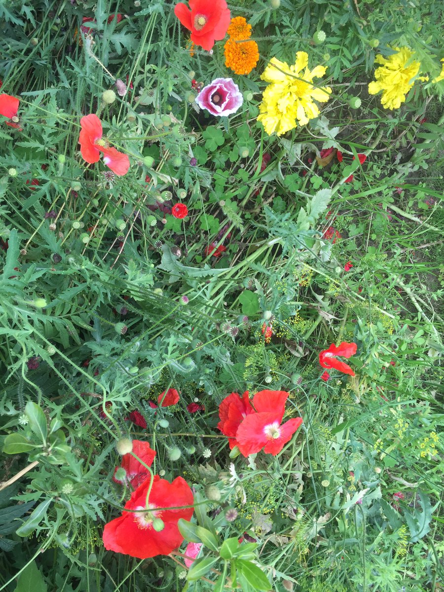 Smita_Sharma's tweet image. #ShadesOfSpring! Soak in the colours of nature :) #HoliVibes #NoFilter