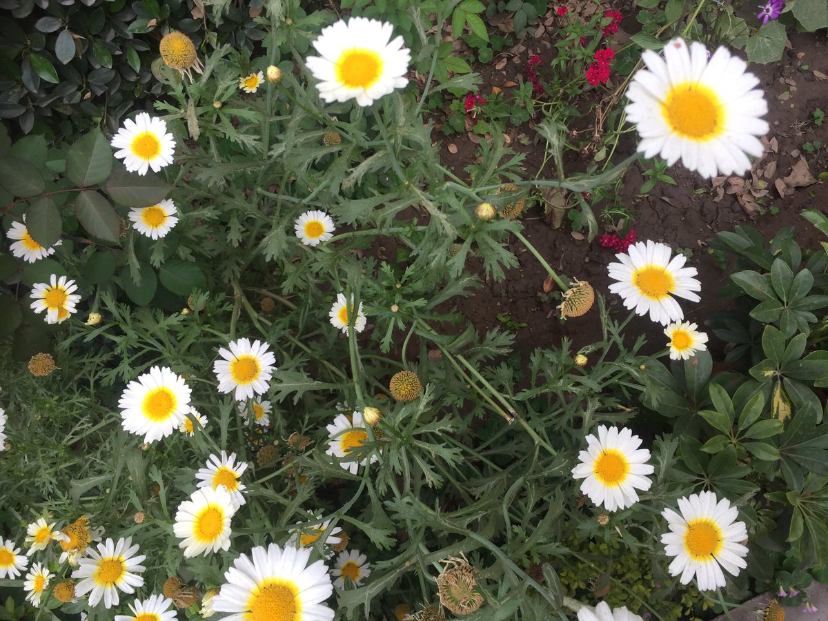 Smita_Sharma's tweet image. #ShadesOfSpring! Soak in the colours of nature :) #HoliVibes #NoFilter