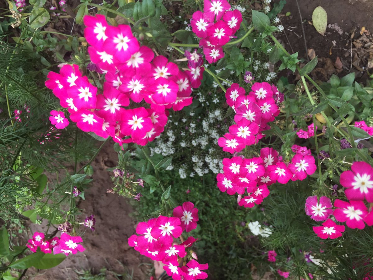 Smita_Sharma's tweet image. #ShadesOfSpring! Soak in the colours of nature :) #HoliVibes #NoFilter