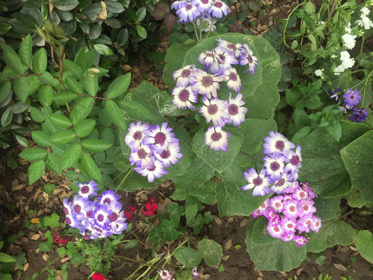 Smita_Sharma's tweet image. #ShadesOfSpring! Soak in the colours of nature :) #HoliVibes #NoFilter