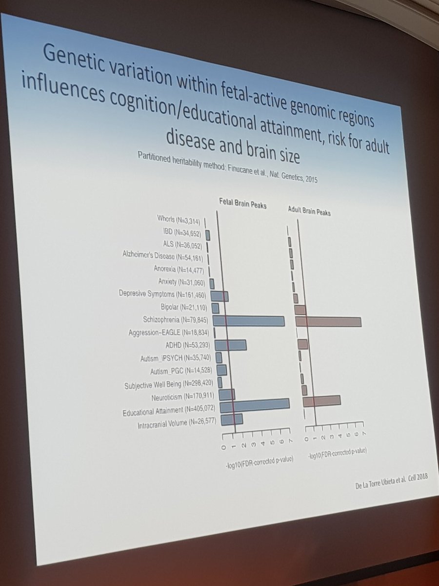AleLautarescu's tweet photo. Prof Daniel Geschwind of @UCLA concludes that cross-disorder risk preferentially impacts fetal brain development. #devbrain19 @acmedsci https://t.co/bOhz0Fcoki