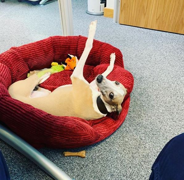 Itsolms's tweet photo. What's not to love about #dogsinoffice on #InternationalDayOfHappiness - Belle, our #office #dog :)
#dogsoftwitter #dogs #dogsarelove #dogsatwork #HappinessDay #ITSOL #SpringEquinox #whippet https://t.co/rVrwssjbJa