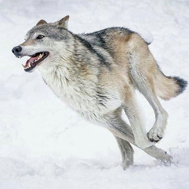WolfWooded's tweet photo. 🐺 If You ❤️ Wolves, Follow Us!
Photo by: @_wolvesblood_
.
.
.
#nature #wolves #wolf #woodedwolf #wolfstar #wolf🐺 #wolflovers #wolfchildren #wolfman #forest #woods #savethewolves #livewithwolves #worldofwolves #realwolfdog #howlingwolf #wolflover #wolvesme #graywolf #lovewolv… https://t.co/PnK1rQnLdi