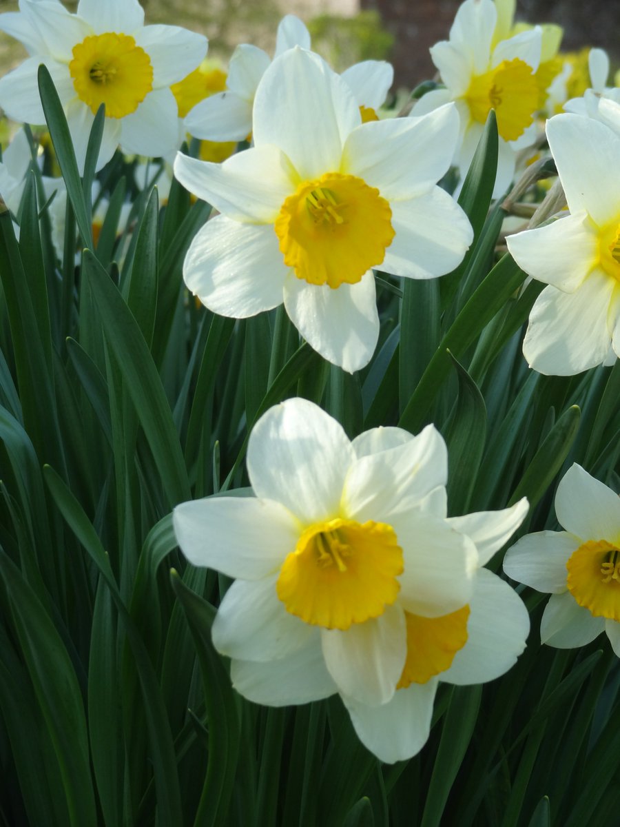 It's the #firstdayofspring! 

Celebrate with a stroll around the gardens today 1-4.30pm and enjoy the daffodils, narcissus, hellebore and snowflake.

#SpringEquinox #spring #Wednesday