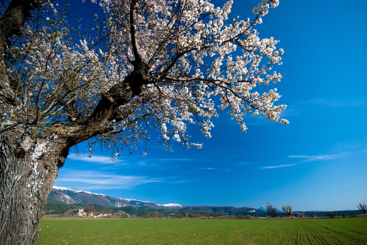 GitesdeFrance04's tweet photo. Venez fêter le printemps 🌸 en promo 👍 au soleil 🌞 des Alpes de Haute-Provence dés ce week-end ! 
 ✅ https://t.co/gScXW5hXX3
 ✅ https://t.co/mH79i3kXBF
 ✅ https://t.co/NahTKeLWeo
#printemps #provence #alpesdehauteprovence #gdf04 #soleil #vacances https://t.co/7AVsG5vxYg