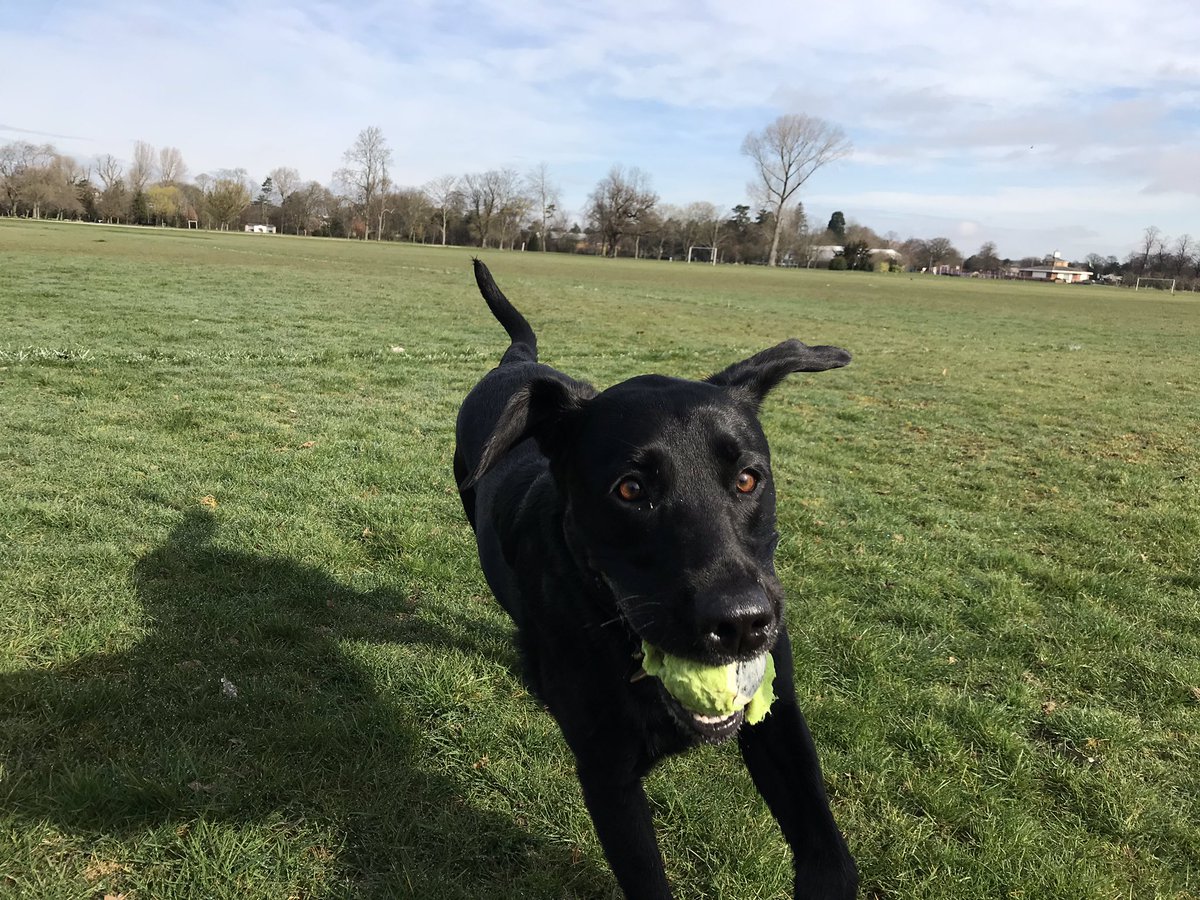 marathondogs's tweet photo. Suzy is enjoying her Wednesday and she runs with the ball. πΎ
https://t.co/nZZw6KIf4o
#marathondogs #dogwalking #leaping #jumpingfun #BallGame #wednesdaymorning @TheGoodDogGuide https://t.co/KjFZYMpJMD