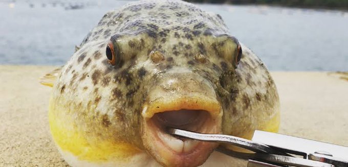 ニンジン を 食べる フグ