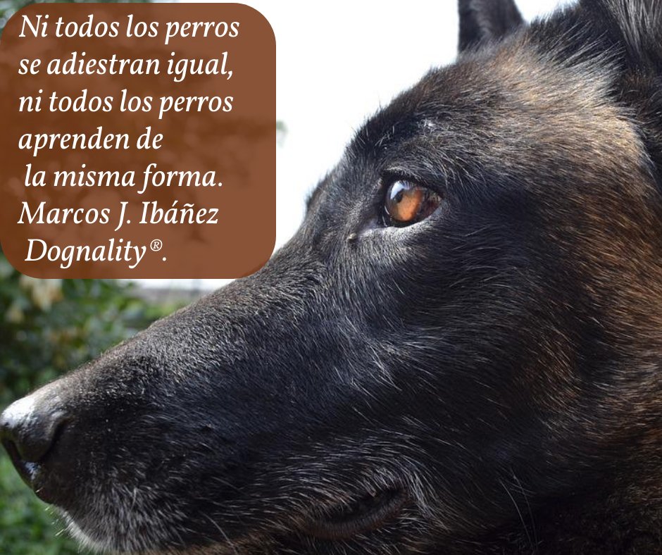 dognality tweet picture