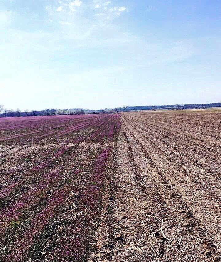 Here’s a throwback to this day in 2017 (maybe we will be able to get fall applications done this fall🤞🏻): The power of a fall chemical program: left side=no treatment: right side= fall application of Basis Blend®, 2,4-D & Abundit®.  #StillHolding #FallApplication @CortevaUS