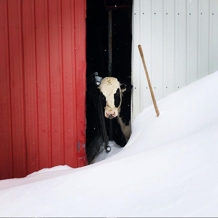 Aujourd'hui c'est le printemps! Il serait temps que le thermomètre regarde le calendrier... Réjouissons-nous il ne reste plus que 161 jours avant Expo-Champs! 

Expo-Champs, fier de semer l'avenir depuis 21 ans! #expochamp