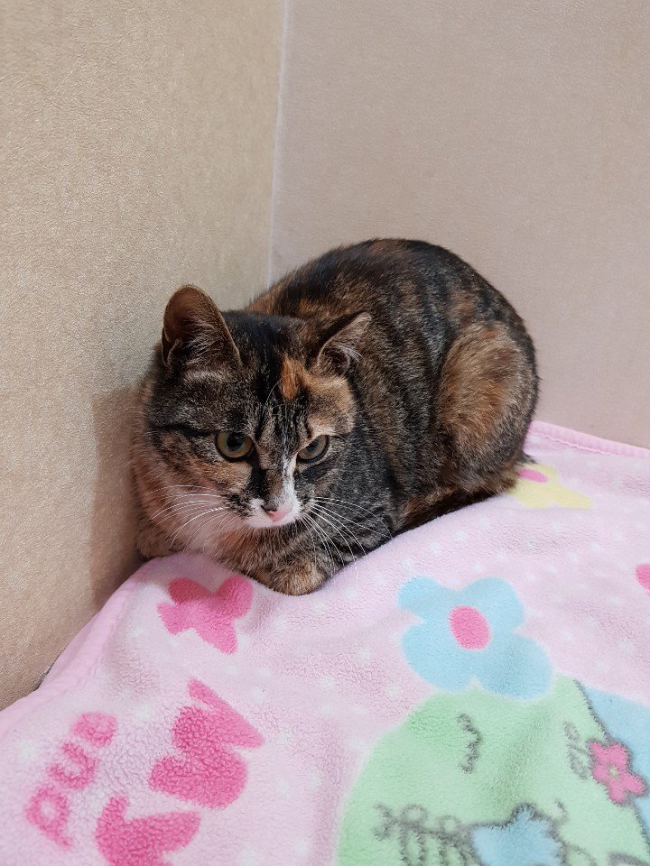cat_saenae's tweet photo. 오늘의 새내입니다! 오늘은 요양 입원실 밖에서 면회가 가능했다고 합니다. 처음엔 낯설고 긴정해서 그런지 구석에만 있던 아이가 시간이 지나니 다른 구조자님 옆으로 와서 옷에 기댔다고합니다ㅜㅜ 아직 작고 여리고 사람을 믿는 아이입니다ㅠ! https://t.co/EZiCBT0BTO