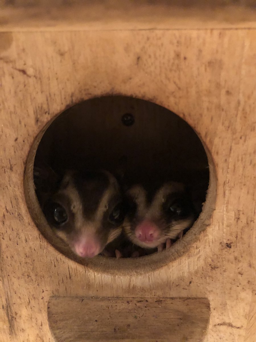 KBromeliads's tweet photo. 仲良しフクロモモンガ ❣️
#sugarglider
#sugargliders
#フクロモモンガ
#ふくろももんが
#フクロモモンガのいる生活
#petaurusbreviceps
#petaurus https://t.co/yasqrhnd6t