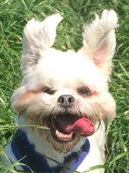 Parsley Meek tweet media