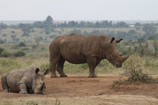 KWSKenya's tweet photo. As a rhino sanctuary, Nairobi National Park together with Lake Nakuru National Park are essential to achieving a meta-population of 830 black rhinos by the end of 2021 #DiscoverNairobiNationalPark https://t.co/qkUVZFWMY0