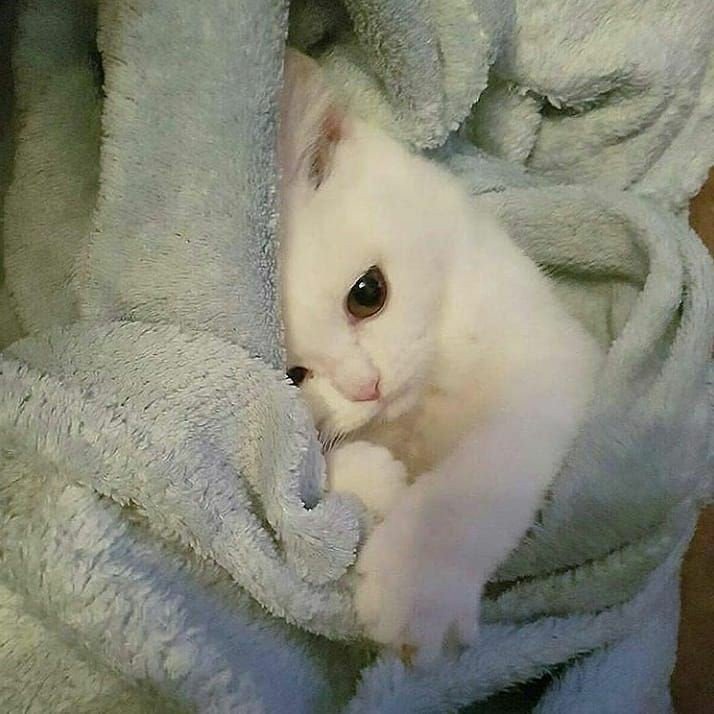 CAT🐱 tweet media